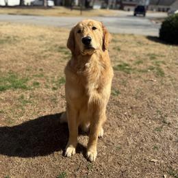 Golden Retriever puppies from Upstate Revival Retrievers