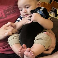 Greater Swiss Mountain Dog Puppies from Jessie Eschweiler