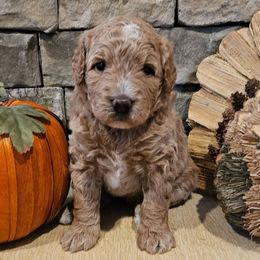 Tortellini - Brown and white female Bernedoodle puppy in Opelika, Alabama from Woofington Place Doodles