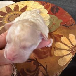 White Apricot Girl - Parti female Poodle puppy in Oneida, Tennessee from Pippa’s Place Poodles