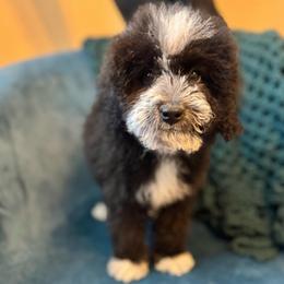 Jan - Red Collar Female - Black and white female Bernedoodle puppy in Peoria, Arizona from Wroth's Pawsibilities