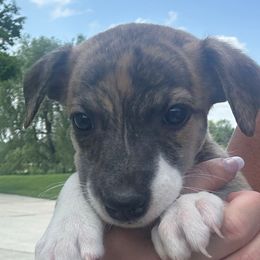 Pink - White and fawn brindle female Whippet puppy in Corry, Pennsylvania from Sara's Whippets