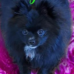 Adella - Pomeranian