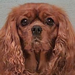 Tripti - Cavalier King Charles Spaniel