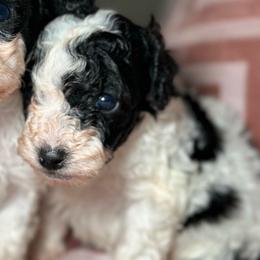 Stitch - Black and white male Cockapoo puppy in Griffin, Georgia from Rawls Lovely Little Tots