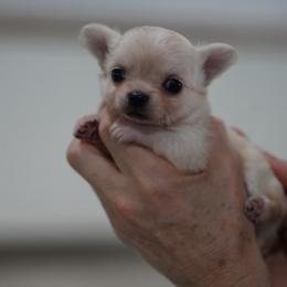 Theo - Cream male Chihuahua puppy in Deerfield, Florida from Happy Petit Paws