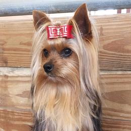Yorkshire Terriers from Mischief Managed Farm