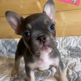 Mercy - Tricolors female French Bulldog puppy in Mount Hersey, Arkansas from Boone County Frenchies