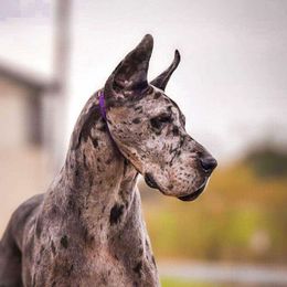 Roux - Great Dane