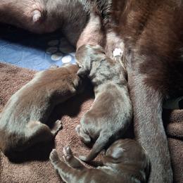 Boy 2 - Chocolate male Labrador Retriever puppy in Moodus, Connecticut from Brownstone Labradors