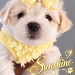Puppy A (yellow) - White and lemon female Maltese puppy in North Chesterfield, Virginia from Maltese Love