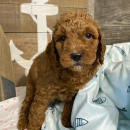 Duke - Red  male Poodle puppy in Osseo, Michigan from Paws in the Country