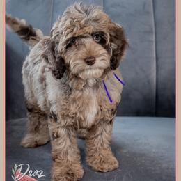Evelyn - Merle female Cockapoo puppy in Connersville, Indiana from Deaz Doodle Ranch