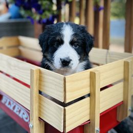 Jack Daniels (JD) - Black tri-color Australian Shepherd puppy in Polson, Montana from Whiskey River Aussies
