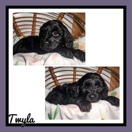 Twyla - Black female Schnoodle puppy in Lebanon, Missouri from Cedar Glades Canines