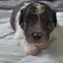 Boy4 - Merle male Cavapoo puppy in Medina, Ohio from Momma's Minis