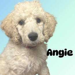 Angie - Cream female Poodle puppy in Baltimore, Maryland from Steinrock’s Standards
