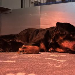 Alba - Rottweiler