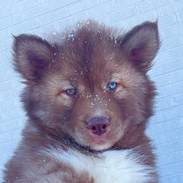 Magnolia - Red and white female Siberian Husky puppy in Florence, Kentucky from Moonlight Howl Huskies