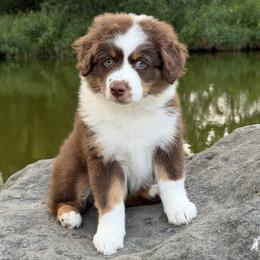 Cheddar - Red tri-color female Miniature American Shepherd puppy in Lomira, Wisconsin from Rhythmic Beat’s