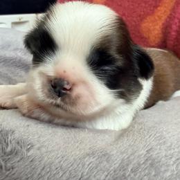 Rich - Red and white male Shih Tzu puppy in Hemet, California from Aloha Shih Tzu