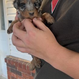 Holly Frost - Blue merle female Aussiedoodle puppy in Yellville, Arkansas from Ozark Mountain Doodles & Pugs