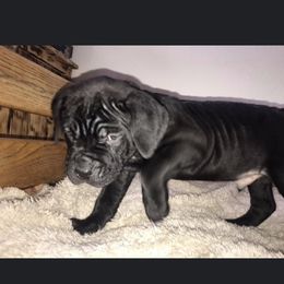 Cane Corso Puppies from Ruby Mountain Royalty