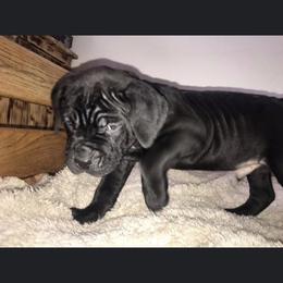 Cane Corso Puppies from Ruby Mountain Royalty