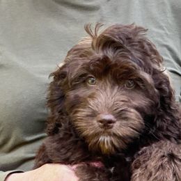 Bonnie (Bluebonnet) - Chocolate Australian Labradoodle puppy in Round Rock, Texas from North Austin Labradoodles