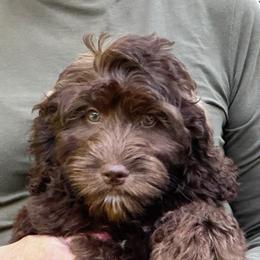 Bonnie (Bluebonnet) - Chocolate Australian Labradoodle puppy in Round Rock, Texas from North Austin Labradoodles