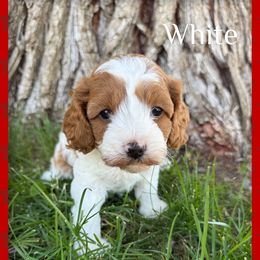 Cavapoo Puppies from Preston’s cavapoos