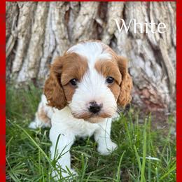 Cavapoo Puppies from Preston’s cavapoos