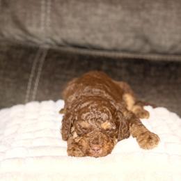 Goldendoodle Puppies from Diverse Nurturing Affectionate Doodle Kennel