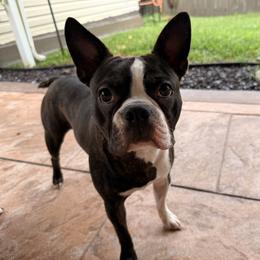 Kai - Boston Terrier