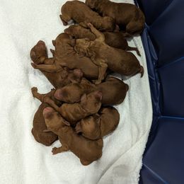 Girl 1 - Poodle puppy in Gastonia, North Carolina from Singer Standards