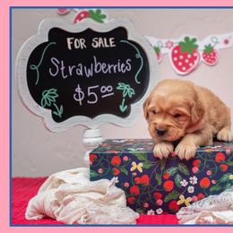 Pearl - Dark golden female Golden Retriever puppy in Driggs, Idaho from SK Golden Retrievers