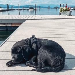Labrador Retriever Puppies from Labrador emPAWrium
