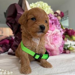 Daisy - Apricot female Australian Labradoodle puppy in Auburn, California from Poodles and Labradoodles breeder