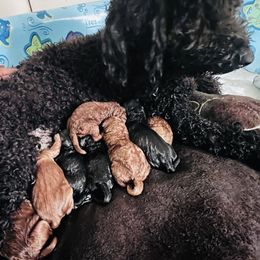 Goldendoodles from CT Doodlez