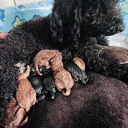 Goldendoodles from CT Doodlez