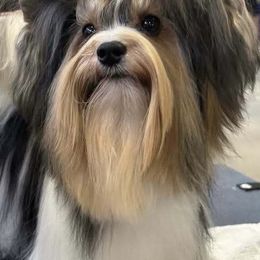 Johnny - Biewer Terrier