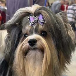 Johnny - Biewer Terrier