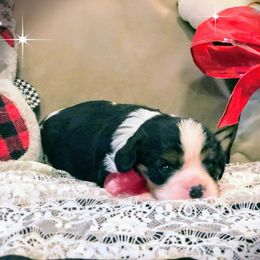 Cavalier King Charles Spaniel Puppies from Amber Field Cavaliers