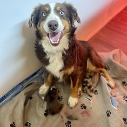 Casey - Miniature Australian Shepherd
