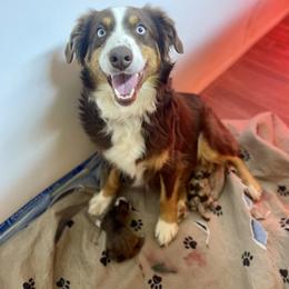Casey - Miniature Australian Shepherd