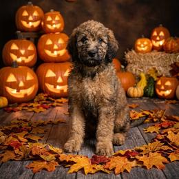 Pepper - AKC - Sable female Poodle puppy in Haines City, Florida from Noelle Poodles