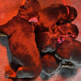 German Shepherd, Pembroke Welsh Corgi, and Rottweiler Puppies from Blitzenhaus Working Dogs
