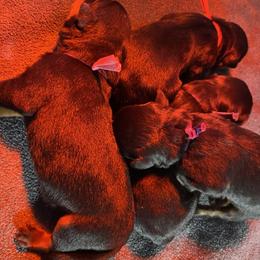 German Shepherd, Pembroke Welsh Corgi, and Rottweiler Puppies from Blitzenhaus Working Dogs
