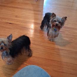 Yorkshire Terrier Puppies from Charlene's Yorkshire Terriers