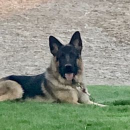 German Shepherds from Cindy Davis's German Shepherds